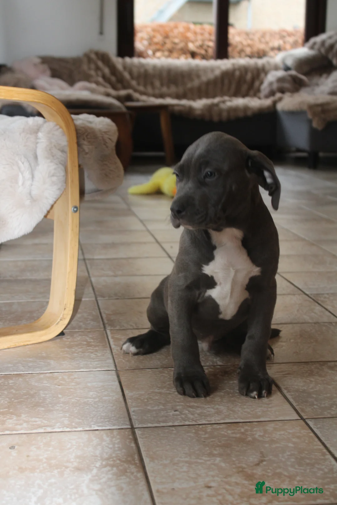 Amerikaanse Bully honden te koop: American Bully pups Abkc - Advertentie 5