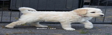 Bodhi (rode bandje)