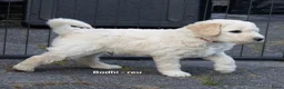 Labradoodle honden te koop: Poedel outcross pups | DNA-geteste ouderdieren - Advertentie 3