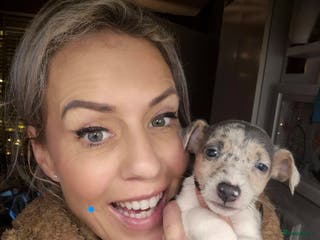 Jack Russel Terriër honden Nog 2 silver merle.reutjes uit een nestje van 6 ! - Advertentie 2