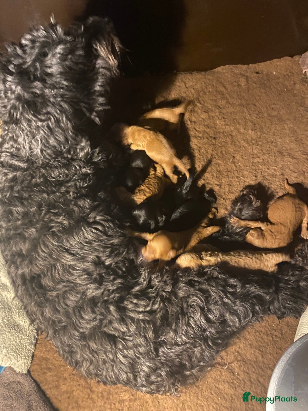 Labradoodle honden te koop: Labradoodle pups multigen super mooi❤️ - Advertentie 13