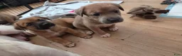 Kruising honden te koop: Nog 3 pups beschikbaar  in Sint Jacobiparochie - Advertentie 7