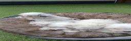 Boomer honden te koop: Laatste 2 prachtige boomer reutjesuit 1 malig nest - Advertentie 10
