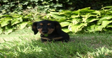 Teckel (langhaar) honden - Advertentie 5