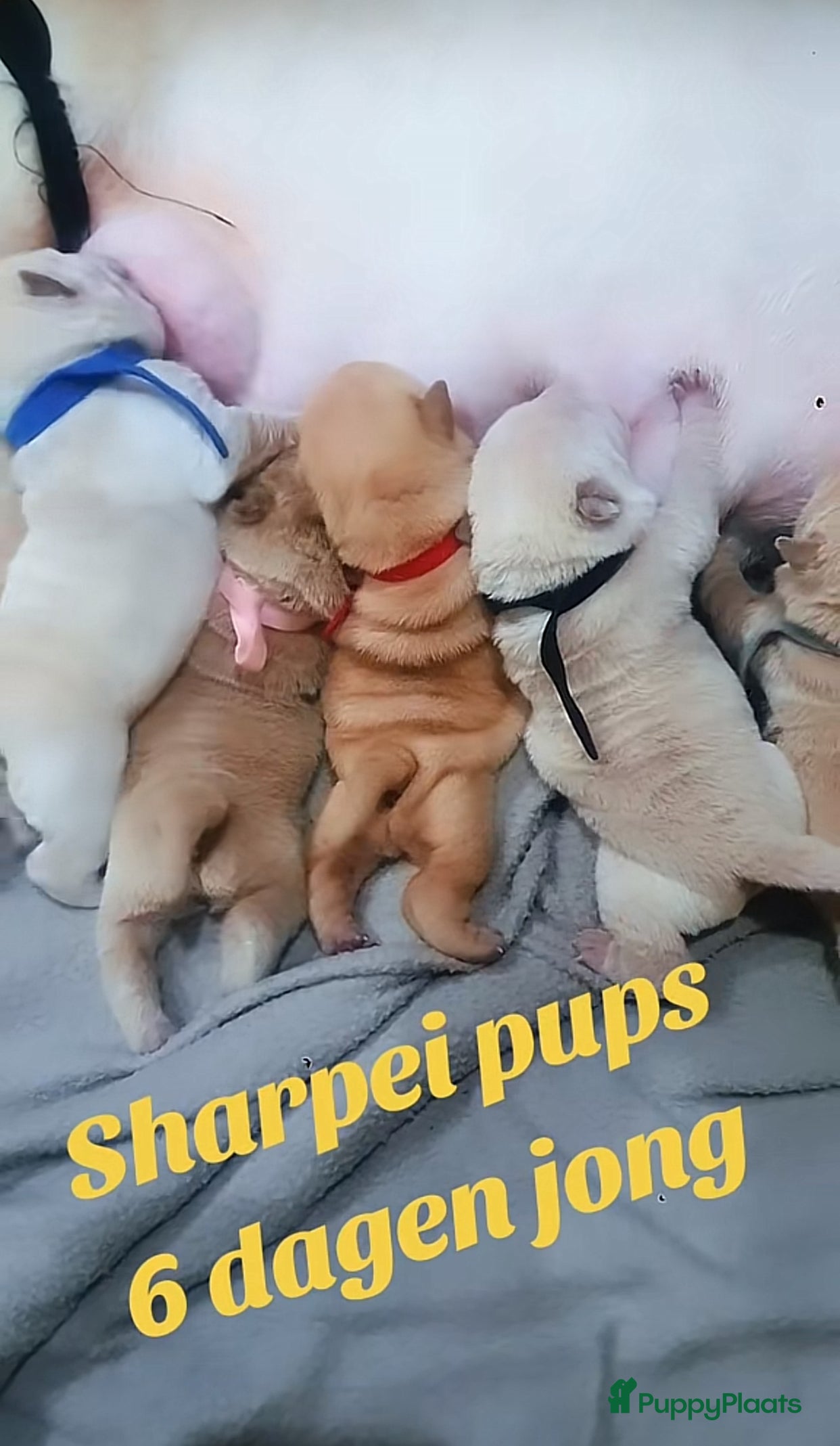 Shar Pei honden Sharpei pups - Advertentie 1
