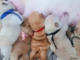 Shar Pei honden te koop: Sharpei pups - Advertentie 1