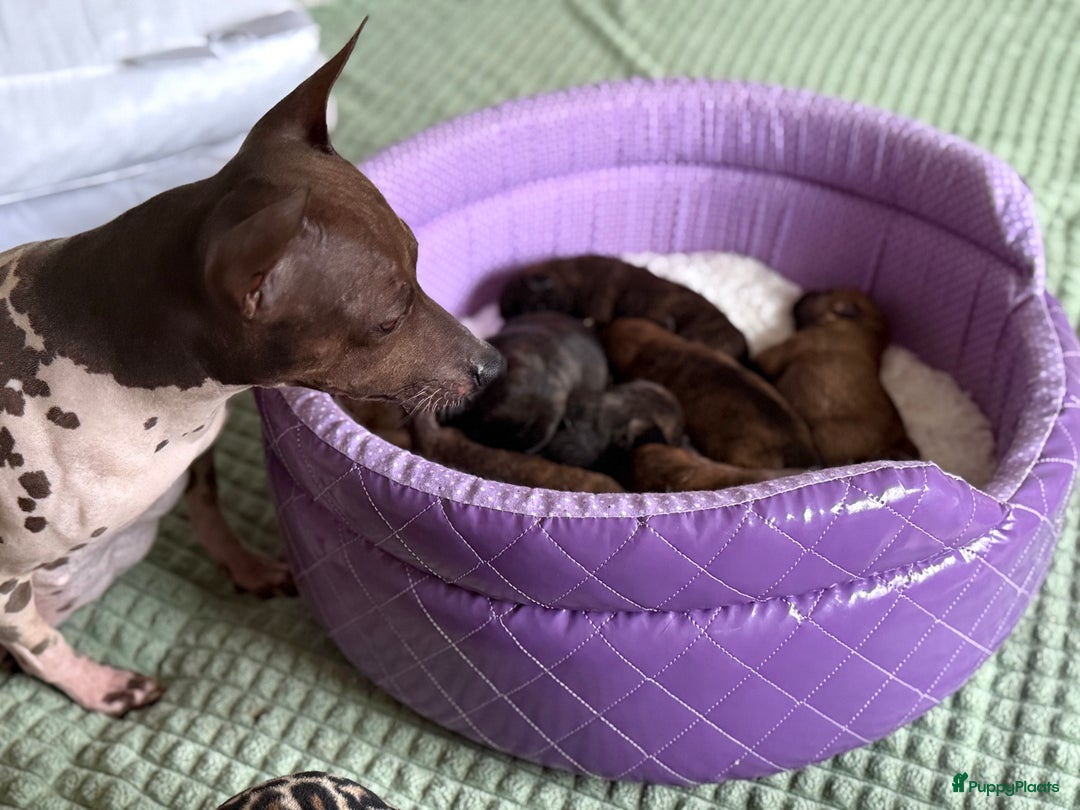 Kruising honden te koop: Kruising AHT American Hairless Terriër X Bulletje  in Hazerswoude-Rijndijk - Afbeelding 23
