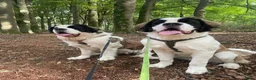 Sint Bernard Langhaar honden te koop: Sint Bernard langhaar in Wijchen - Advertentie 4