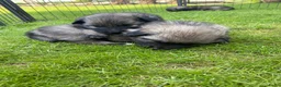 Keeshond honden te koop: Wolfsgrijze keeshond pups - Advertentie 13
