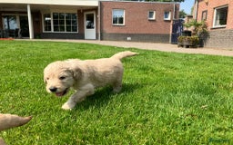 Goldendoodle honden te koop: F1 Goldendoodle pups - Afbeelding 12