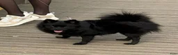Pomeriaan honden te koop: De spelende pomeriaantjes wachten op jou - Advertentie 8