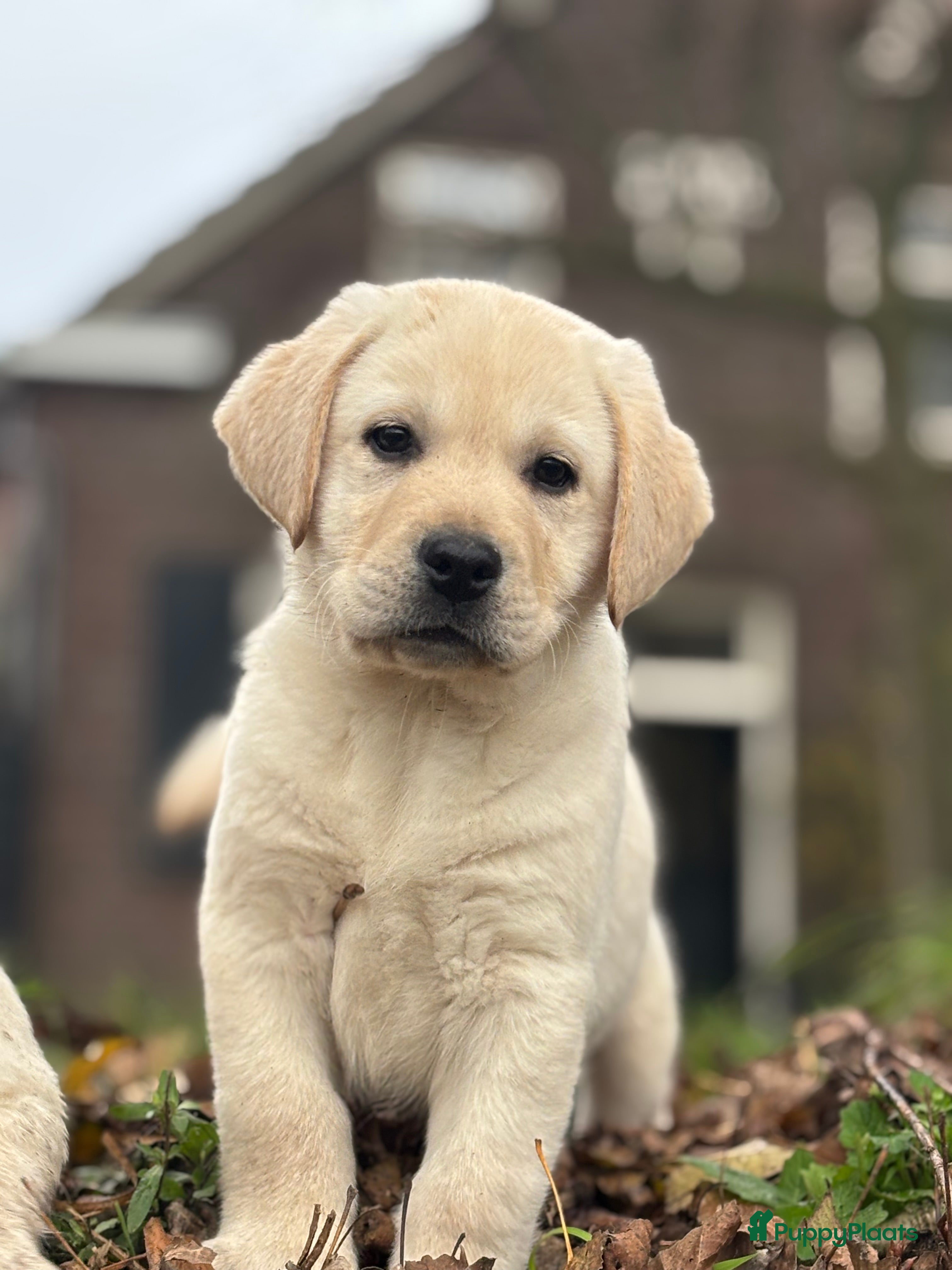 Labrador Retriever honden Gele Labrador reutjes - Advertentie 1