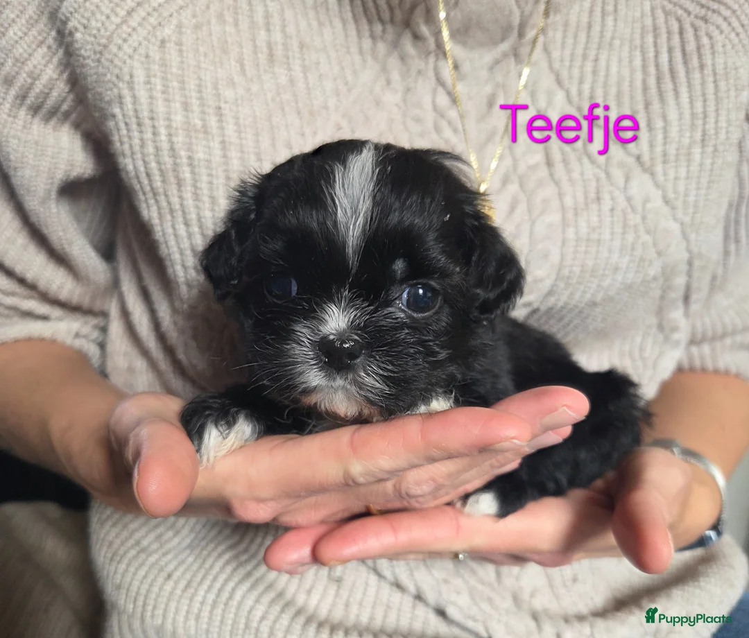 Boomer honden te koop: Nog 6 prachtige boomer pups beschikbaar  - Advertentie 2