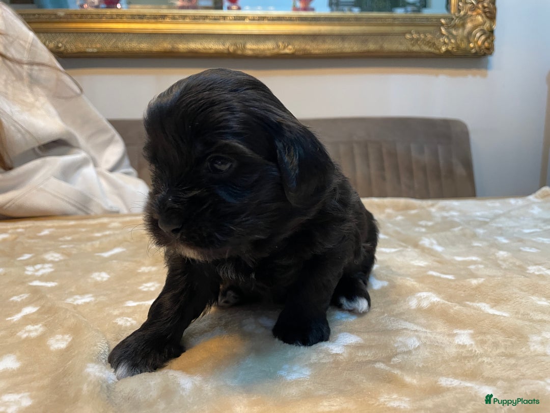 Kruising honden te koop: Boompoo pups, Boomer X Toy poedel - Advertentie 14