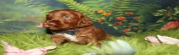 Australian Labradoodle honden te koop: 1 teefje en 3 reutjes Australian labradoodle pups - Advertentie 4