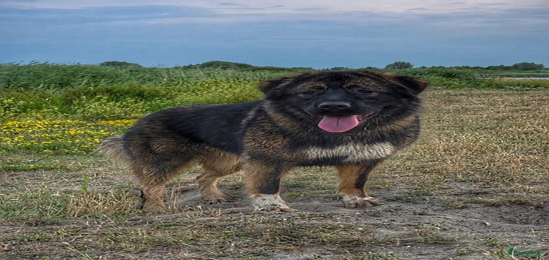 Galerij afbeelding {{count}}