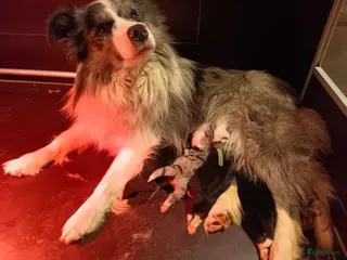 Border Collie honden Border collie pupjes zoeken een liefdevolle thuis - Advertentie 2