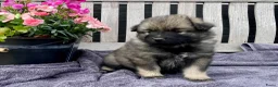 Keeshond honden te koop: Wolfsgrijze keeshond pups - Advertentie 4