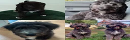 Aussiedoodle honden te koop: Aussiedoodle Aussie/Toy poedel - Advertentie 21