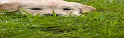 Kruising honden te koop:  Goldencocker pups goldenretriever x engelsecocker - Advertentie 7