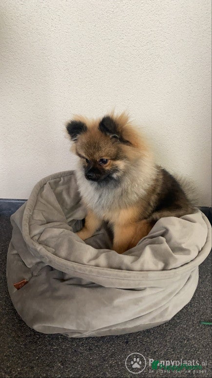 Pomeriaan honden Dekreu mini pomeriaan in Elst - Advertentie 14