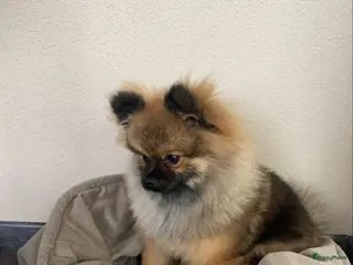 Pomeriaan honden Dekreu mini pomeriaan in Elst - Advertentie 3