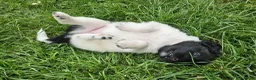 Friese Stabij honden te koop: Prachtige Friese Stabij pups (teefjes) in Readtsjerk - Advertentie 9