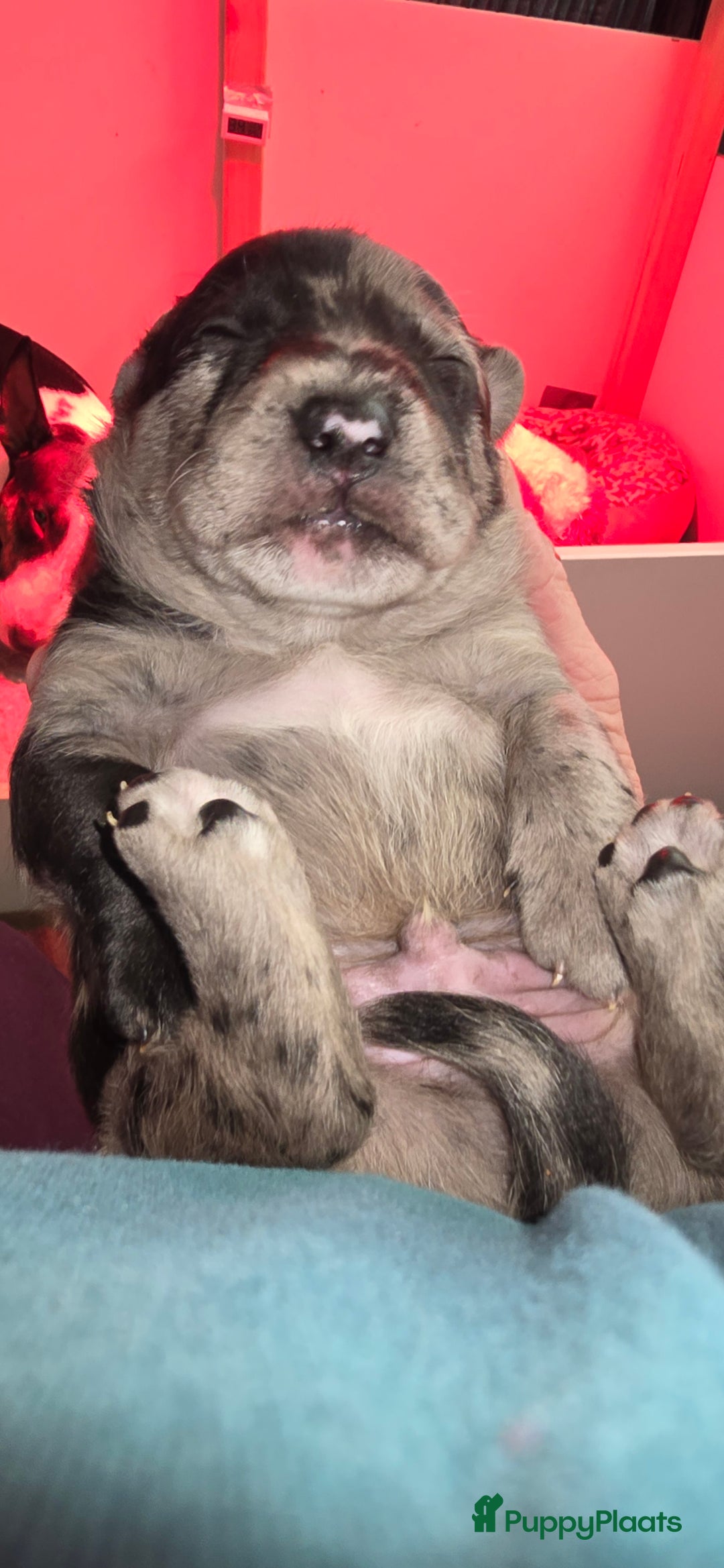 Kruising honden te koop: Te koop kruising bullterrier vs pomsky  - Advertentie 5