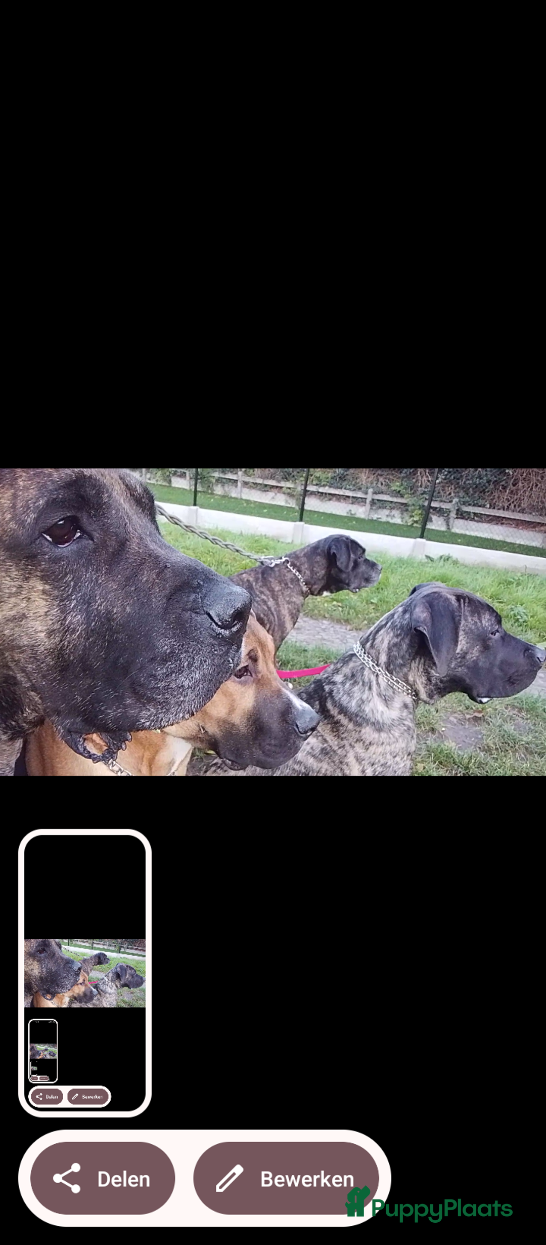 Kruising honden te koop: Pressa/Fila pups verwacht 14/11 - Advertentie 5