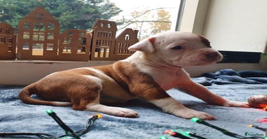 Amerikaanse Bulldog honden Prachtige Amerikaanse bulldog pups met stamboom - Advertentie 2