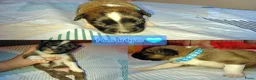 Kruising honden te koop: Nog 4 lieve unieke Mix puppy's. - Advertentie 6