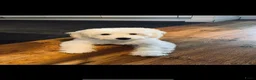 Kruising honden te koop: Prachtige Goldendoodle pups - Advertentie 11