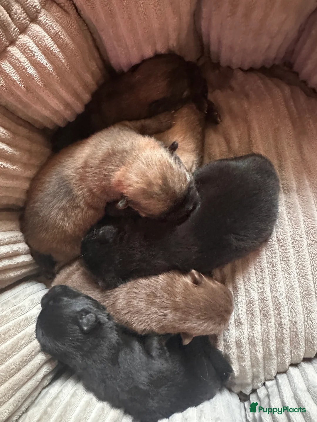 Chow Chow honden te koop: Mini Chow chow - Advertentie 11