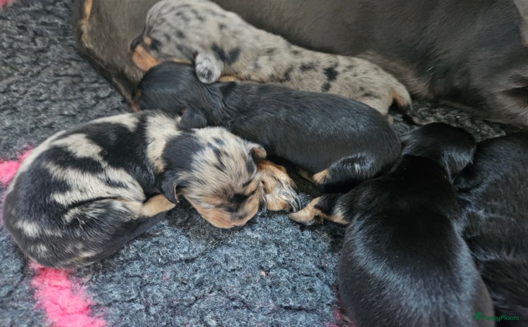 Teckel (korthaar)  honden - Advertentie 1