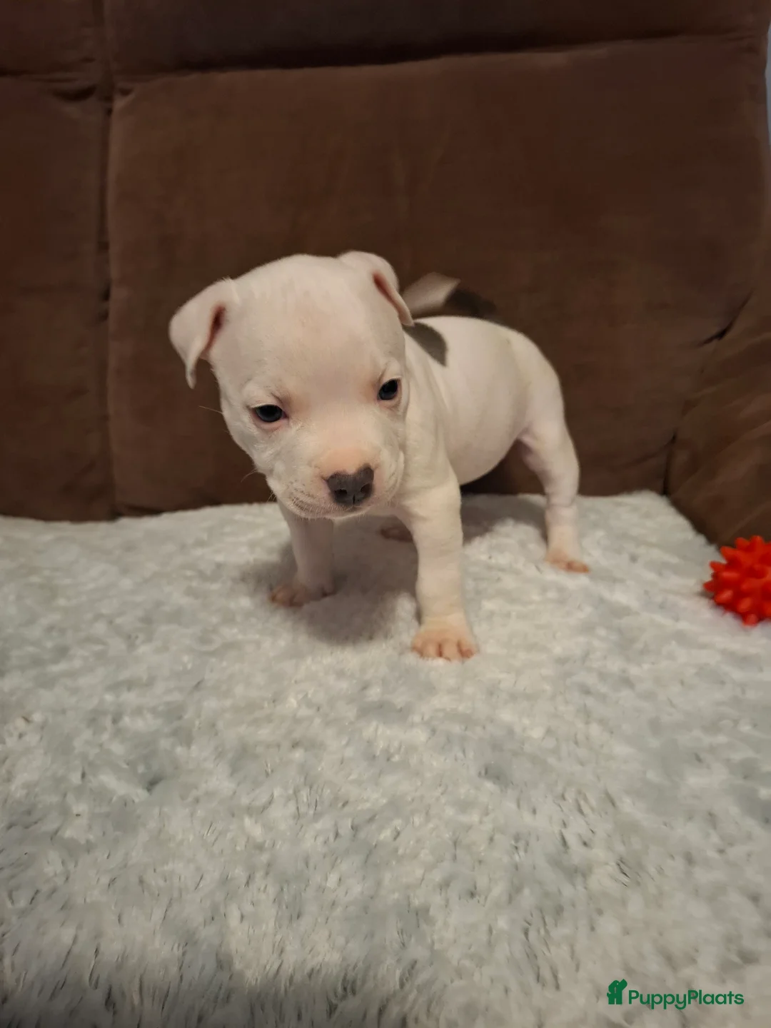 American Staffordshire Terriër honden te koop: American Staffordshire Terriers Pupps  - Advertentie 17