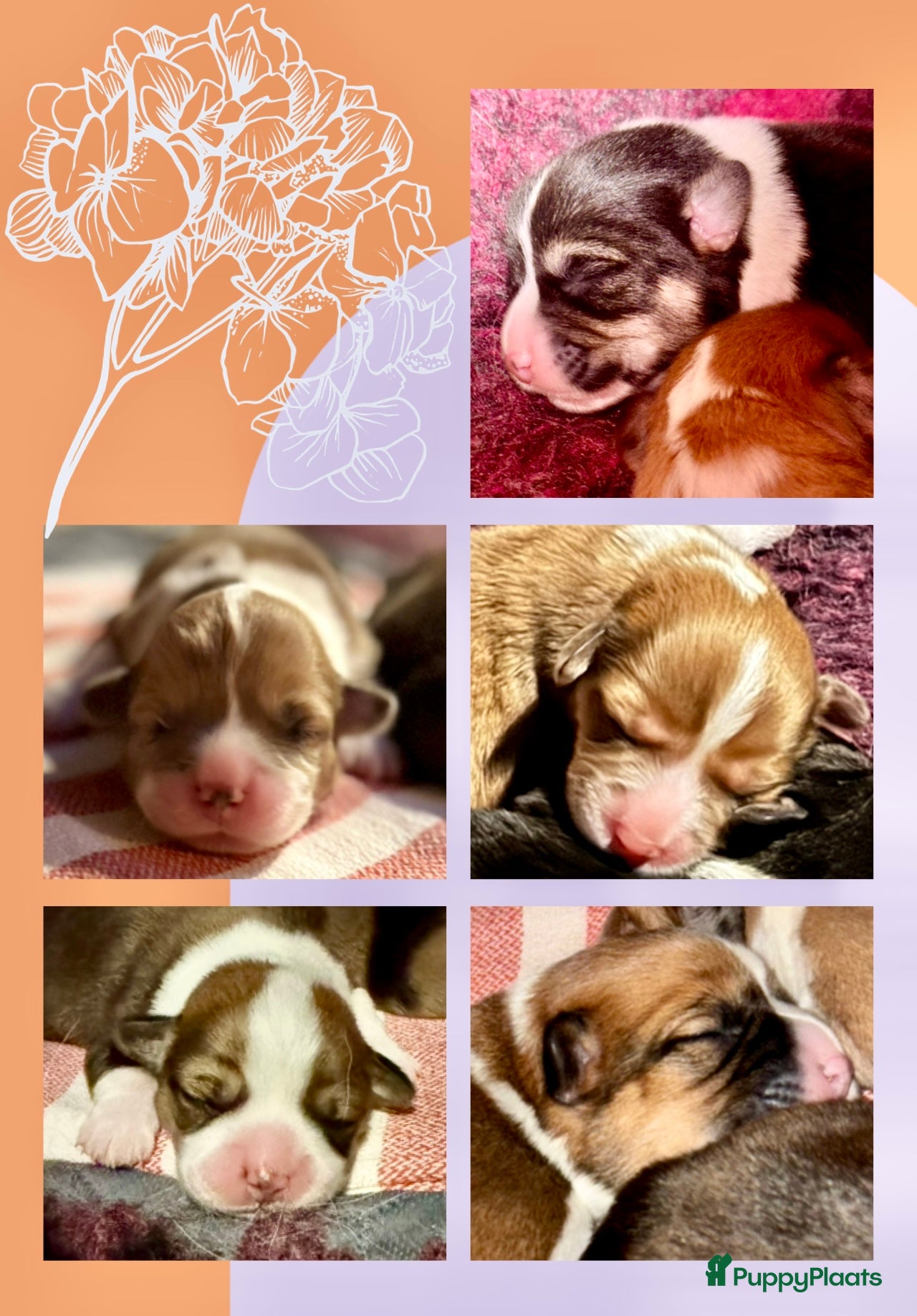 Welsh Corgi Pembroke honden GEBOREN🥳🐶🎉Welsh corgi pups, geteste ouders - Advertentie 2