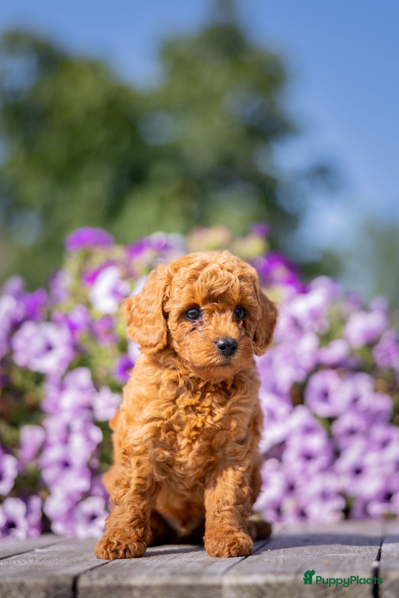 Dwergpoedel honden Rode Dwergpoedel pups met FCI stamboom! - Advertentie 1
