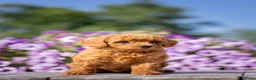 Dwergpoedel honden te koop: Rode Dwergpoedel pups met FCI stamboom! - Advertentie 1