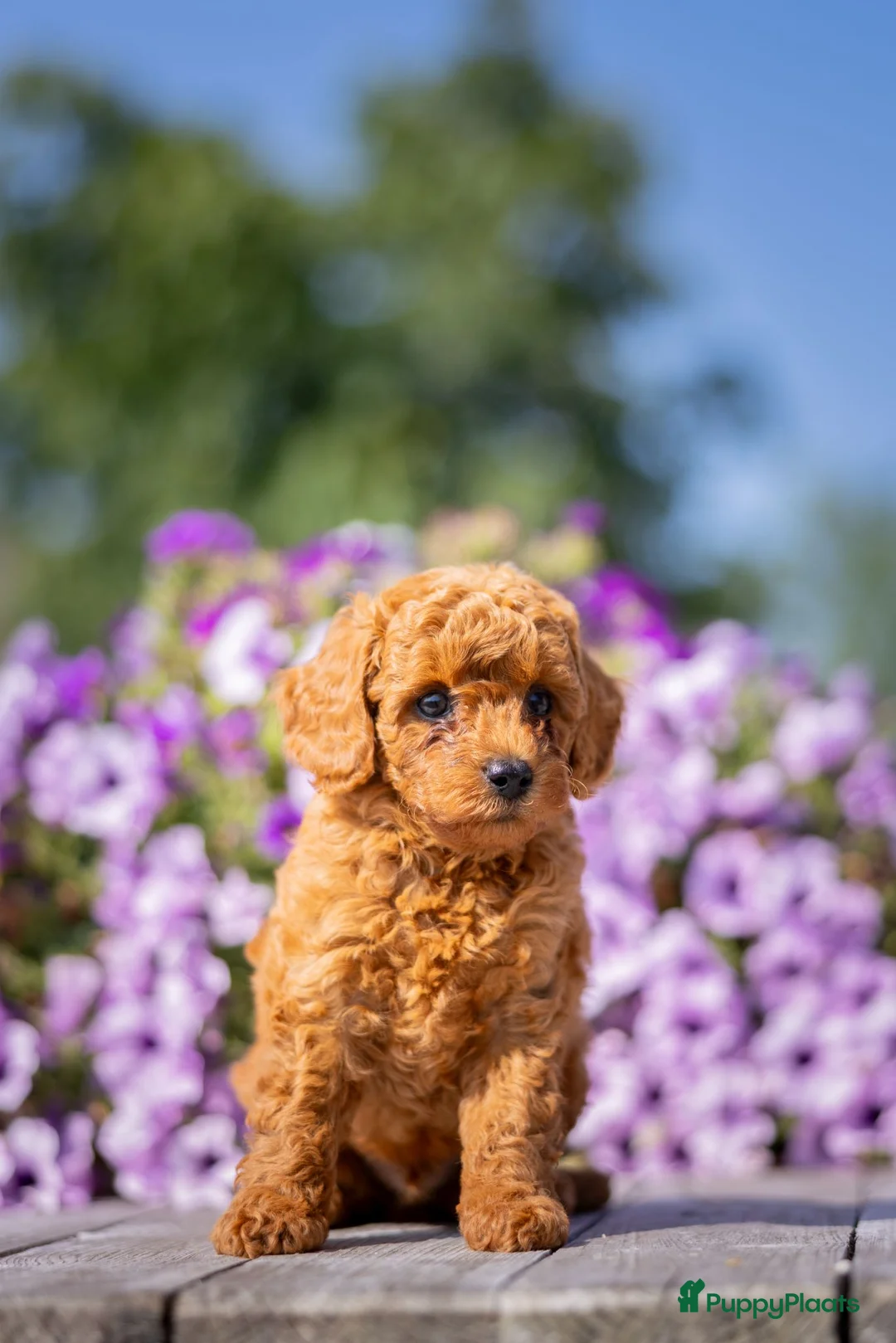Dwergpoedel honden te koop: Rode Dwergpoedel pups met FCI stamboom! - Advertentie 1