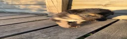 Kruising honden te koop: Gerberian shepsky’s pups - Advertentie 27