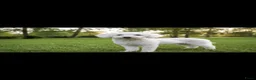 Labradoodle honden te koop: Toy Poedel 🐕 Doodle Mini 🐕 OudersGetest ! - Advertentie 3