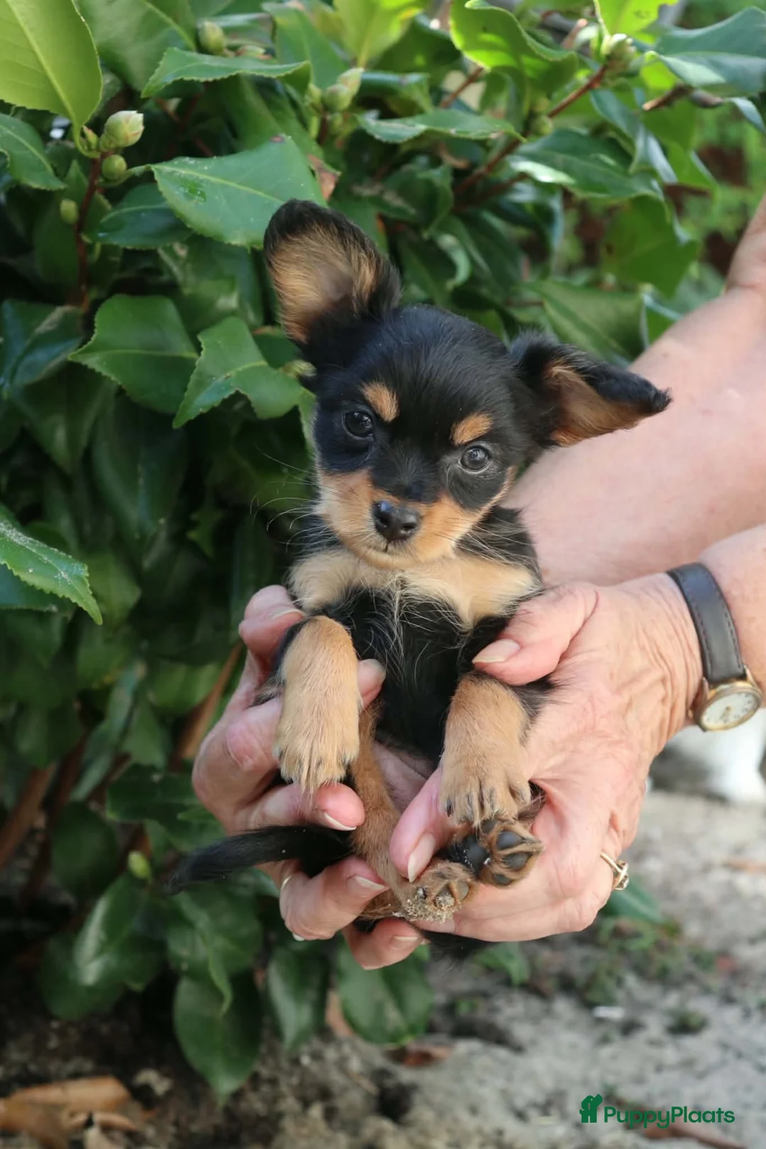 Russische Toy Terriër honden te koop: Rusky Toy pups  - Advertentie 1