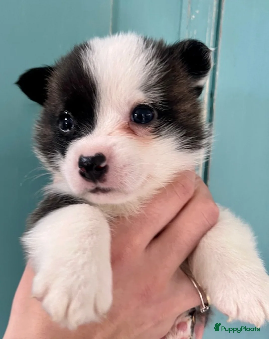 Welsh Corgi Cardigan honden te koop: Lief nestje met corgi pups beschikbaar - Advertentie 11