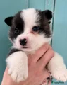Welsh Corgi Cardigan Puppy 7