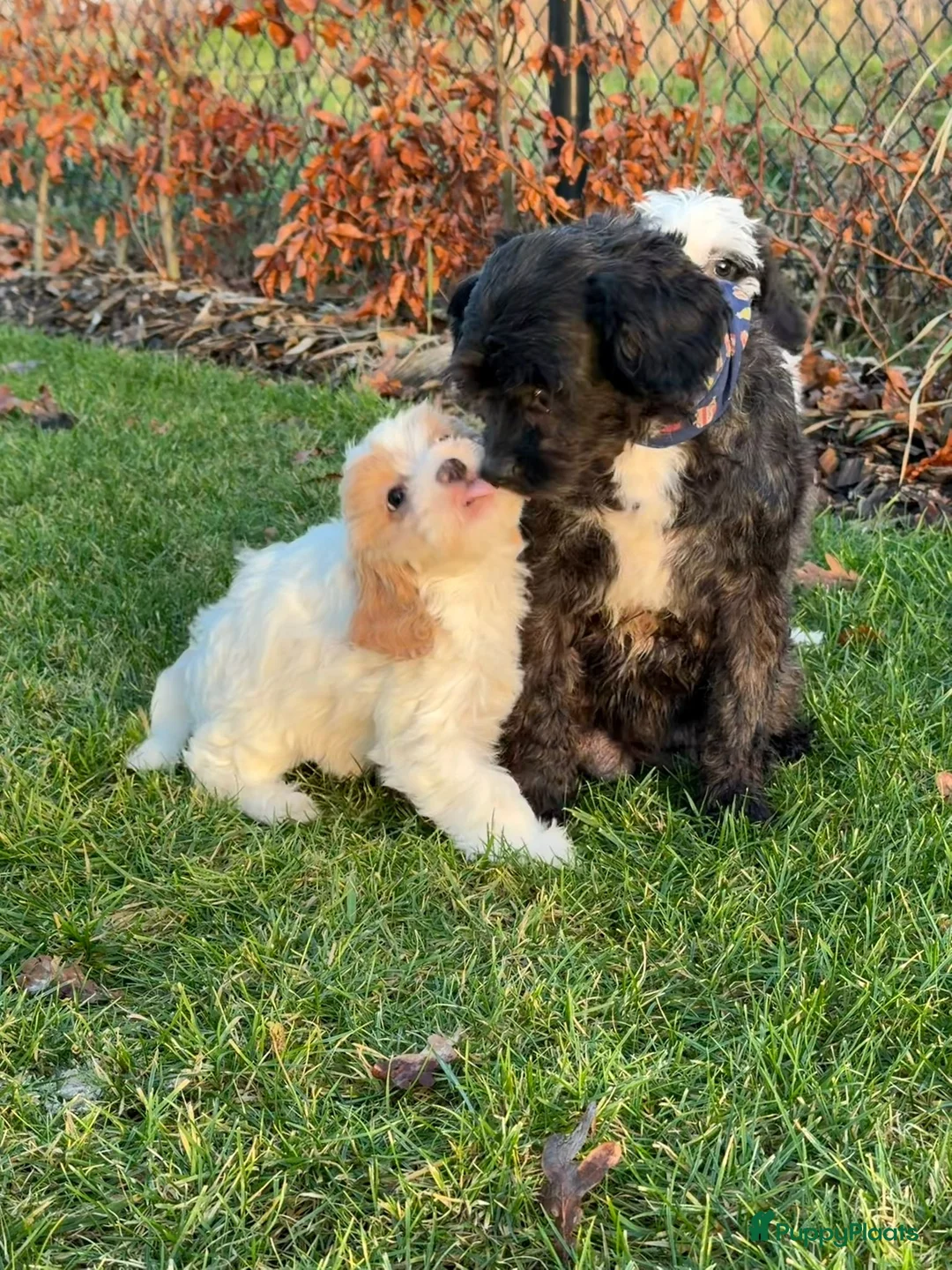 Maltipoo honden te koop: Leuke maltipoo pups  - Advertentie 19