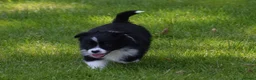 Miniature American Shepherd honden te koop: Miniature American Shepherd puppy (10 weeks)  in Diemen - Advertentie 4