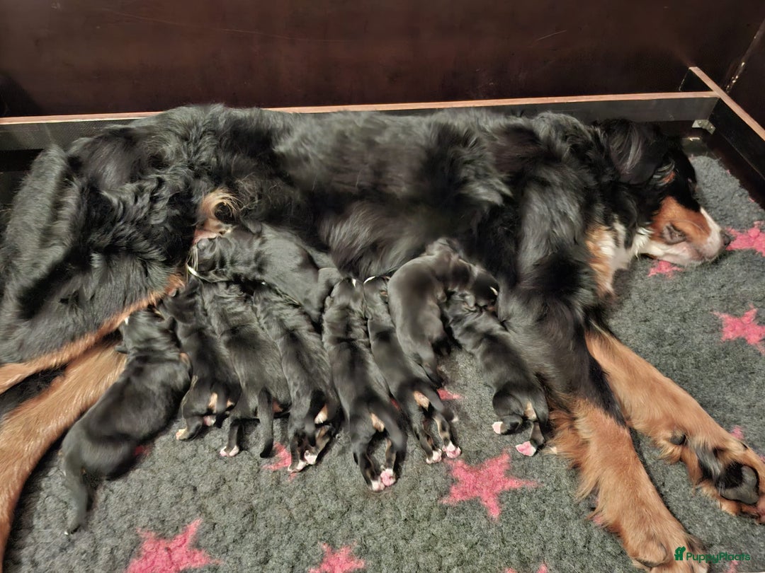 Berner Sennenhond honden te koop: Prachtige Berner Sennen Pups - Advertentie 6