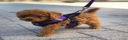 Poedel Toy honden te koop: Ieniemienie teefje 🌸💜 - Advertentie 11