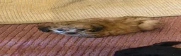 Poedel Toy honden te koop: Drie toy poedel pupjes  - Advertentie 6