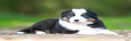 Australian Shepherd honden te koop: Australian shepherd pups - Advertentie 9